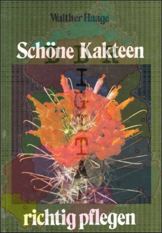 Schöne Kakteen richtig pflegen